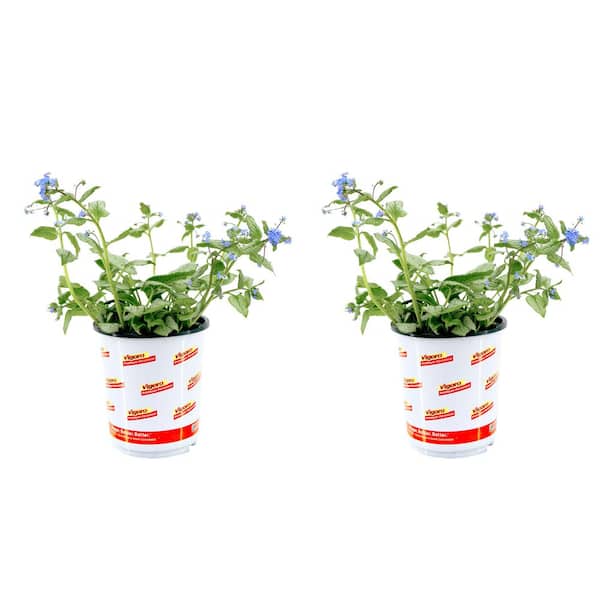 Vigoro 2.5 Qt. Brunnera Silver Heart Ground Cover Perennial Plant (2-Pack)