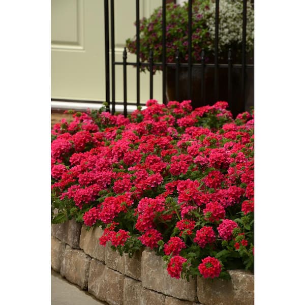 national PLANT NETWORK 4 in. EnduraScape Hot Pink Bloom Verbena