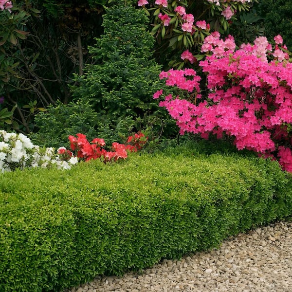 national PLANT NETWORK - 1 gal. Boxwood Wintergreen Shrub