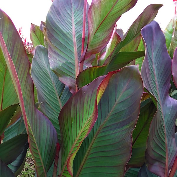 VAN ZYVERDEN Van Zyverden Giant Cannas World's Tallest Musifolia 3 Bulbs