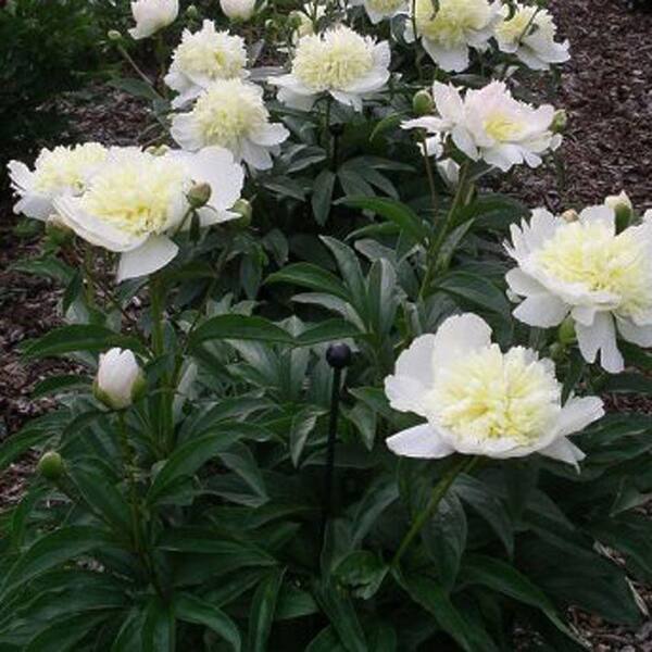 OnlinePlantCenter 2 gal. White Duchess de Nemours Peony Plant