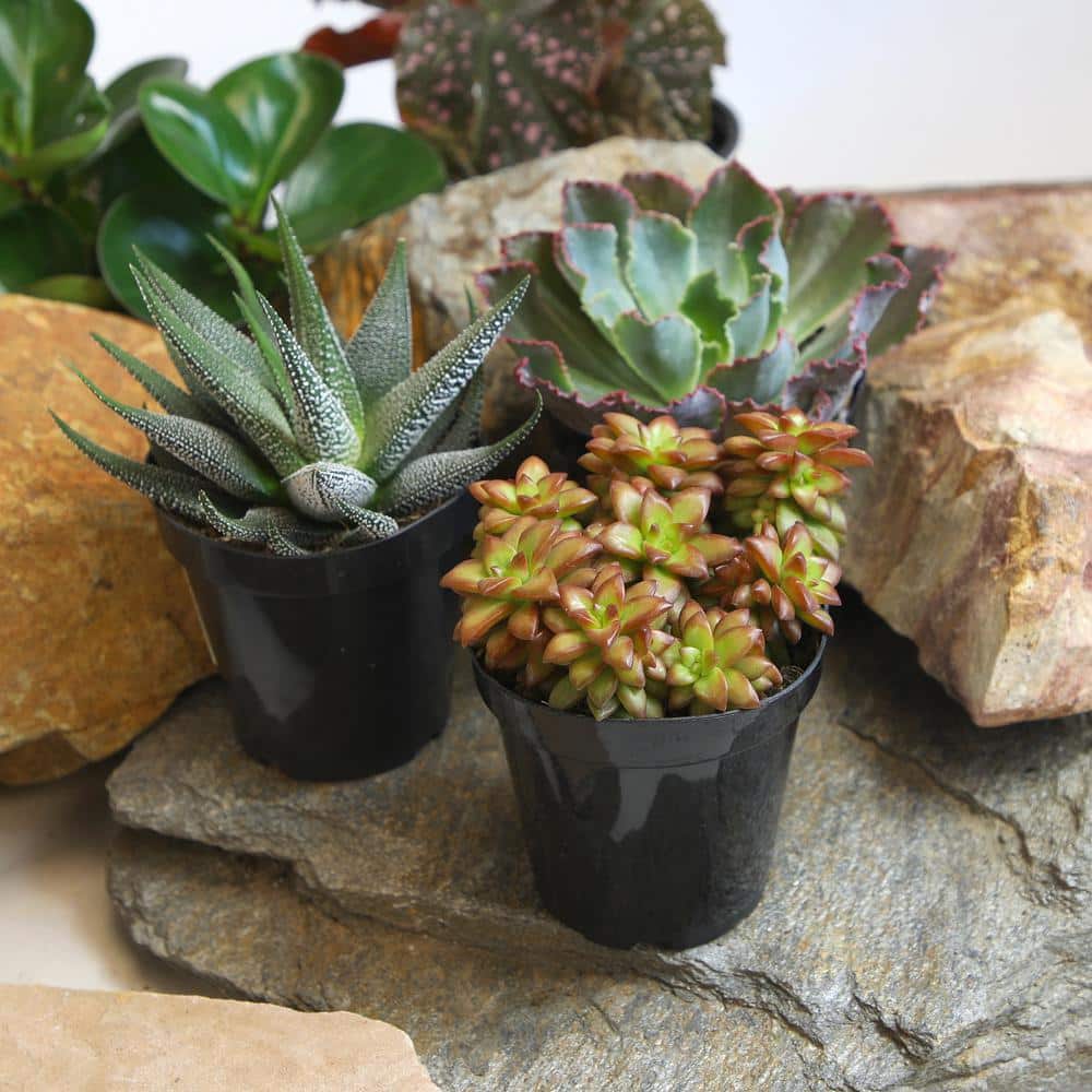 Pet-Safe Assorted Succulents in Black 3.5 Inch Pots (3-Pack)
