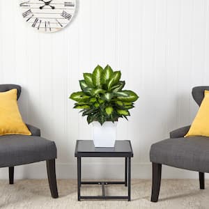 2 ft. Artificial Golden Dieffenbachia Plant in White Metal Planter