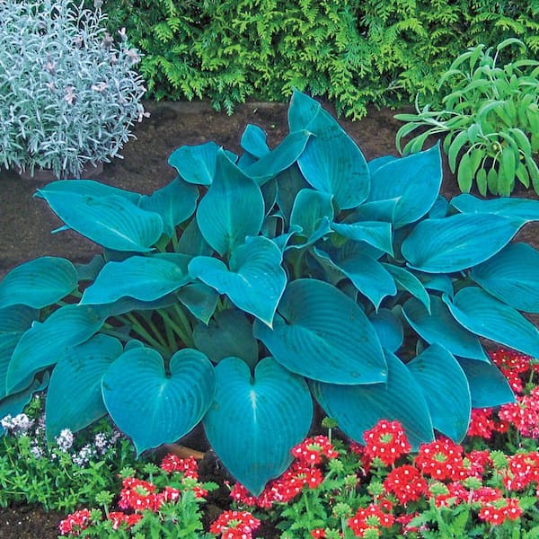 BLUE IVORY Hosta Live Plant Flowers Bright Leaves Spring Color Perennial 