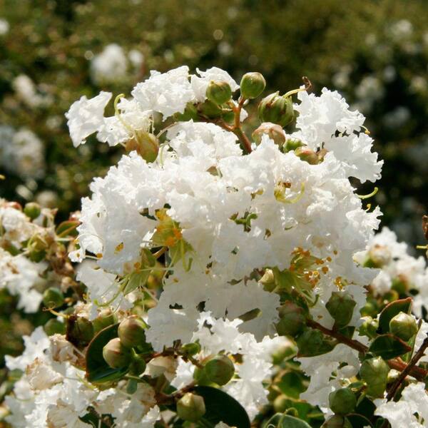 SOUTHERN LIVING 2 Gal. Early Bird White Crape Myrtle, Live Blooming Dwarf Deciduous Shrub