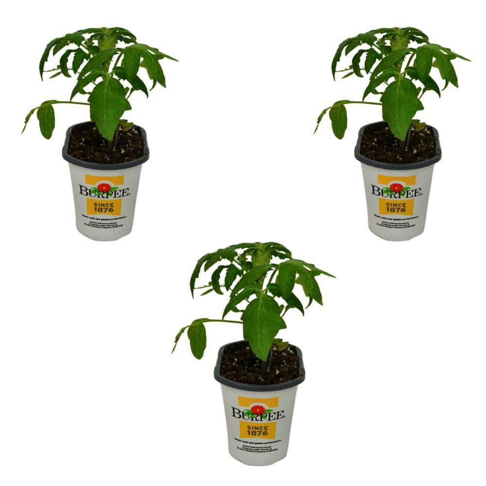 Burpee Pint Tomato Plant Bushsteak-3 Pack 4804PF - The Home Depot