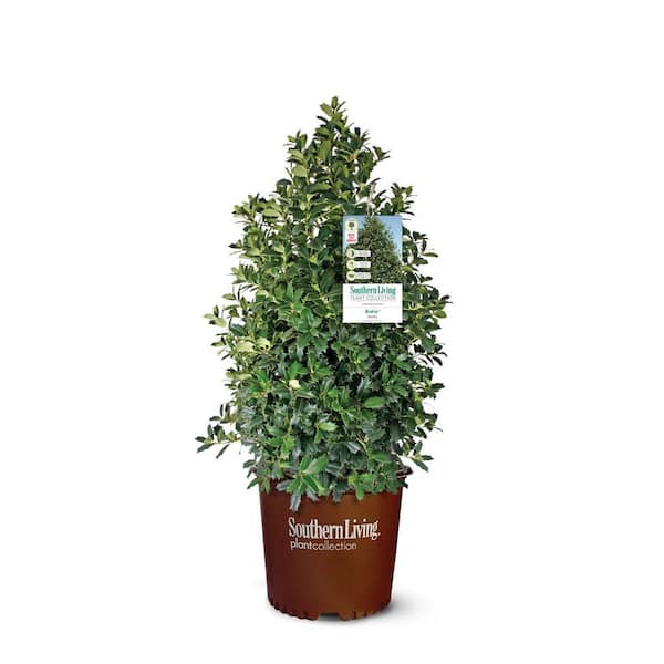 SOUTHERN LIVING 3 Gal. Oakland Holly Tree with Upright Pyramidal Privacy Screen Foliage and Red Winter Berries