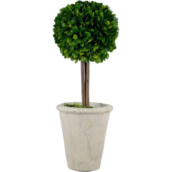 Pride Garden Products 5.5 in. W x 16.5 in. H Preserved Boxwood Ball Topiary in White Terracotta Pot