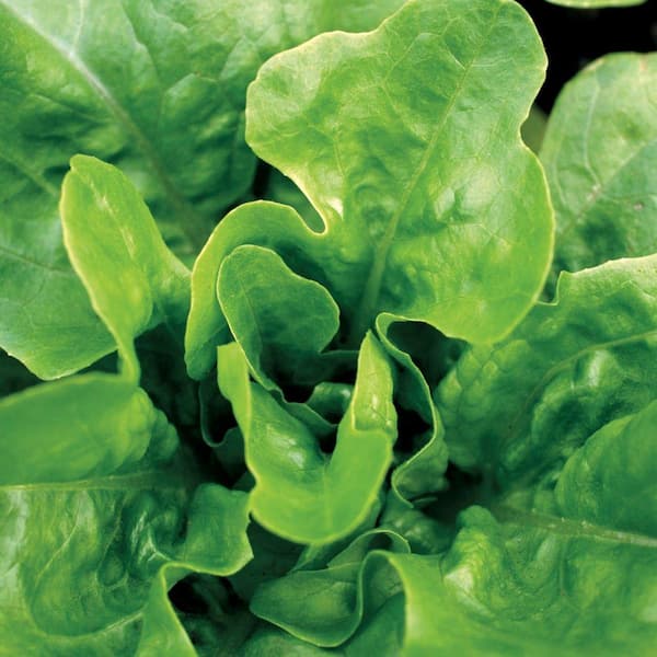 Lettuce, Looseleaf, Emerald Oak Seeds