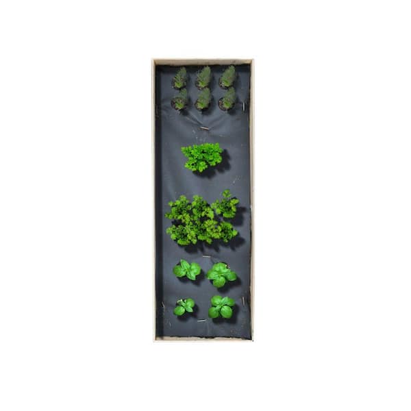 Seedsheet 12 in. x 36 in. Herbs Garden Kit with Basil, Cilantro, Parsley and Dill Culinary Herb Kit