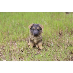 German Shepherd Puppy