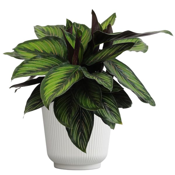 Calathea Ornata, 6 in. White Decorative Pot, Calathea Plant, Pet Safe Houseplant, Unique Live Indoor House Plant Gift