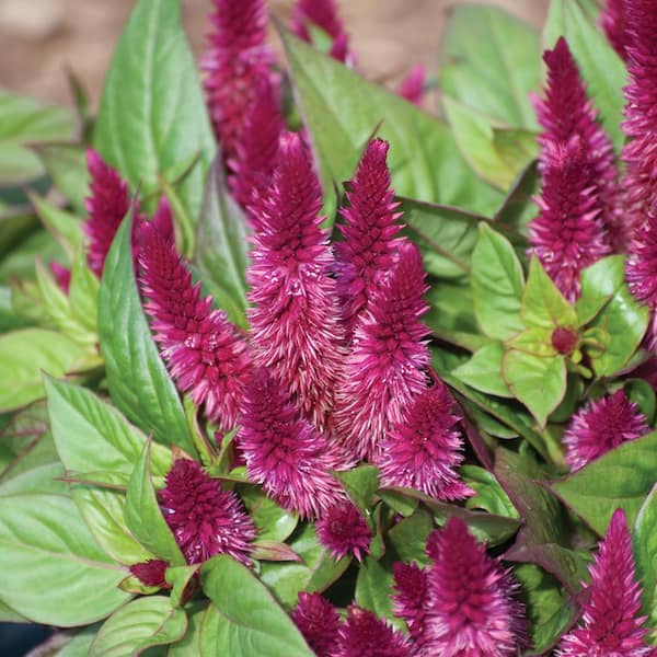 Vigoro 2 QT Celosia 'Intenz Dark Purple' Purple Annual Plant 1007426697 -  The Home Depot