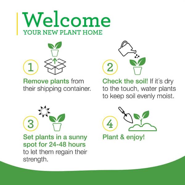 1.19 qt. Morris Heading Collards Greens Plant (6-Pack)