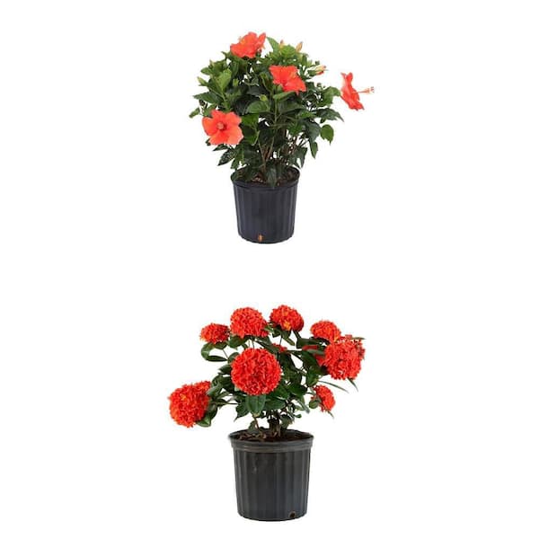 1.70 Gal. Hibiscus Bush Red Shrub and 3 Gal. Ixora Maui Red Shrub Combo