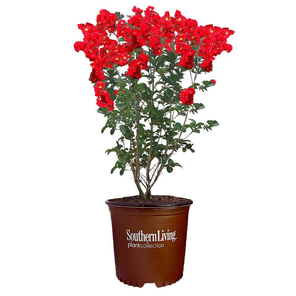 SOUTHERN LIVING 3 Gal. Miss Frances Crape Myrtle Tree with Red Flowers ...