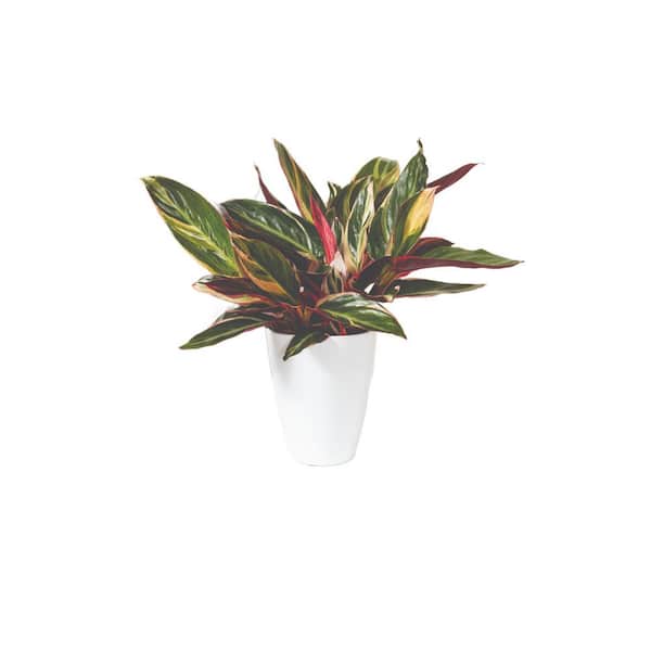 Socialite Stromanthe Triostar Indoor Plant in 5 in. White Ceramic Container