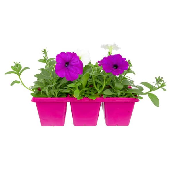 EASY WAVE 6-Pack Great Lakes Mix Easy Wave Petunia Annual Plant with ...