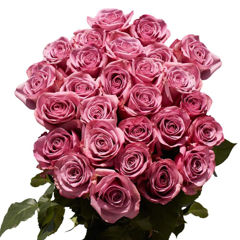 Globalrose Lavender Cool Water Roses- Fresh Flower Delivery (75 Extra ...