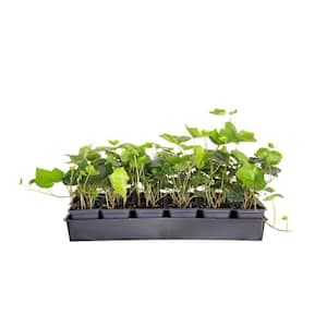 English Ivy 3 1/4 in. Pots (18-Pack) - Live Groundcover Vine