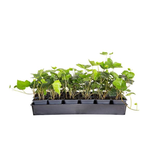 FLOWERWOOD English Ivy 3 1/4 in. Pots (18-Pack) - Live Groundcover Vine