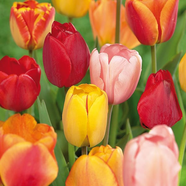 VAN ZYVERDEN Tulips Bulbs Darwin Hybrid Mixture (Set of 50 Mammoth)