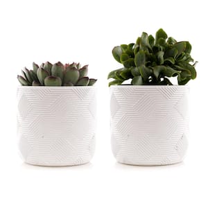4 in. Assorted Succulent Set in White Weave Pot (2-Pack)