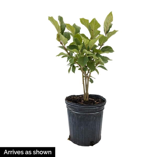 2.50 Qt Pot, Minuet Lilac Potted Deciduous Flowering Shrub (1-Pack)