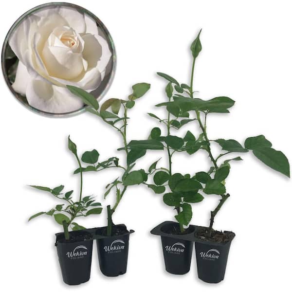 Wekiva Foliage Moondance Rose Bush- 4-Live Starter Plants in 2 in. Growers Pots-Beautifully Fragrant Floribunda Rose