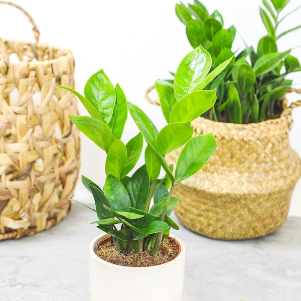 ALTMAN PLANTS 3.5 in. ZZ Houseplant Zamioculcas Zamiifolia