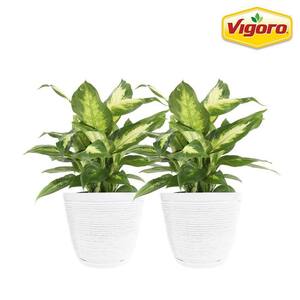 Dieffenbachia Indoor Plant in 6 in. White Ribbed Plastic Decor Planter, Avg. Shipping Height 1-2 ft. Tall (2-Pack)