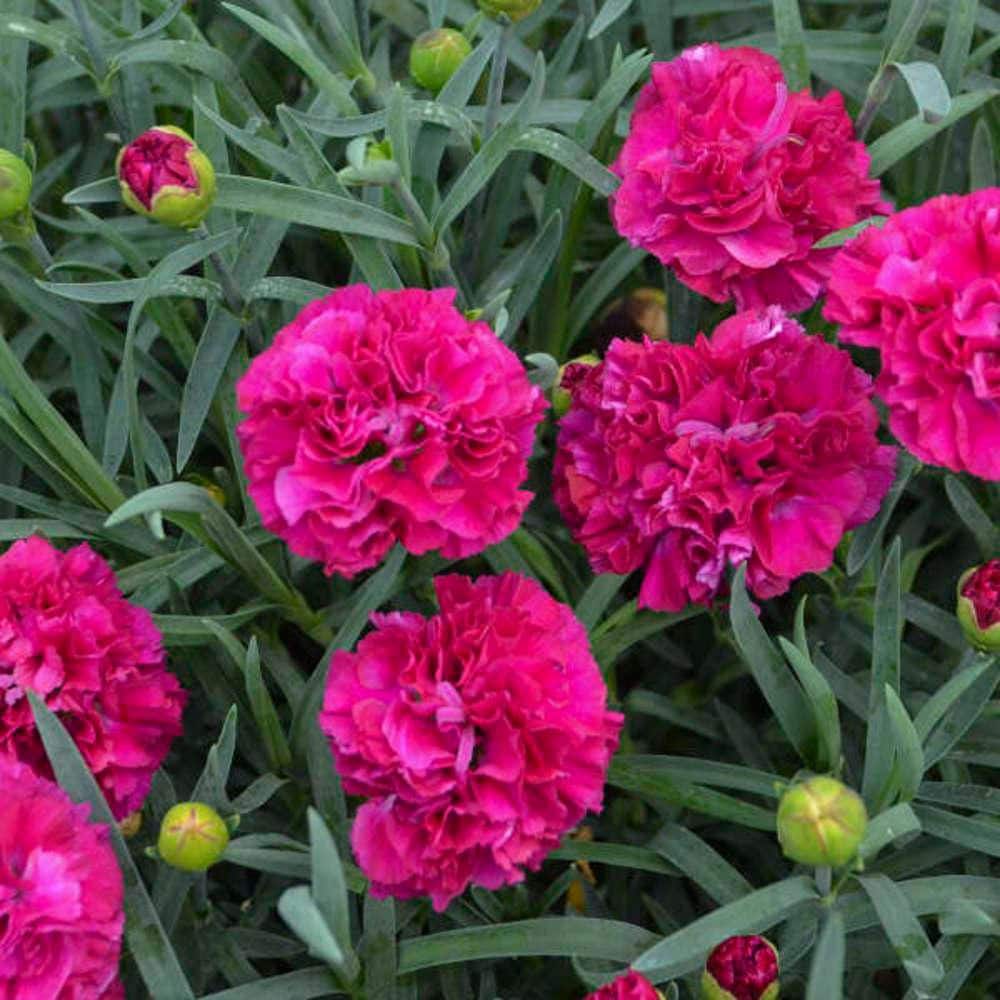 Proven Winners 0.65 Gal. Fruit Punch 'Funky Fuchsia' Pinks