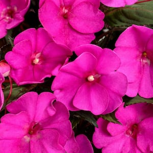 4.25 in. Eco+Grande Compact Purple SunPatiens Impatiens Outdoor Annual Live Plant with Purple Flowers (4-Pack)