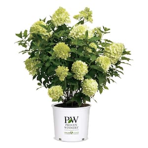 5 Gal. Limelight Prime Hydrangea Shrub with Green to Pink Flowers
