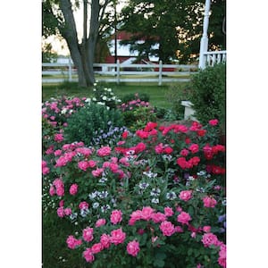 3 Gal. Pink Double Knock Out Rose Bush with Pink Flowers