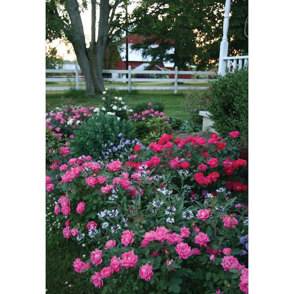 3 Gal. Pink Double Knock Out Rose Bush with Pink Flowers (2-Pack)