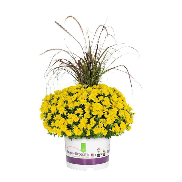 METROLINA GREENHOUSES 2.5 Gal. Drop N Decorate Yellow Mum Chrysanthemum with Grass Perennial Plant (1-Pack)