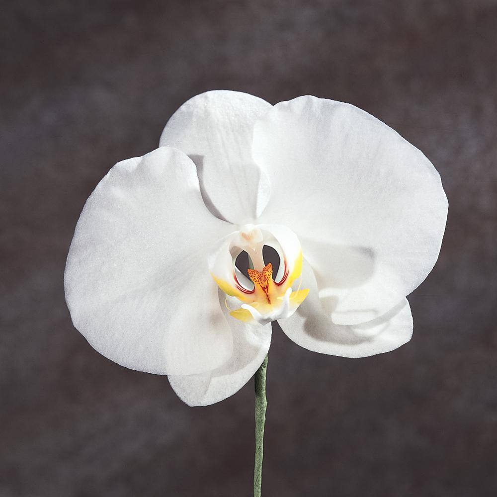 BELL NURSERY 1.51-Pint # 5 White Phalaenopsis Orchid Plant 91495