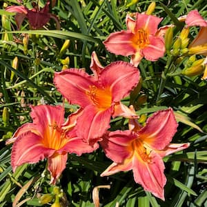 1 Gal. 'Shell Pink' Daylily Perennial Flower Plant with Pink Blossoms (4-Pack)