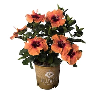 2 Gal. Hollywood Disco Diva Orange and Fuchsia Flower Annual Hibiscus Plant