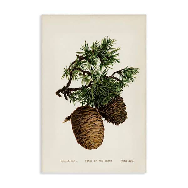 Stupell Industries Cedar Tree Pinecones by Tina Higgins Designs, Inc. Unframed Nature Graphic Art Print 30 in. x 20 in.