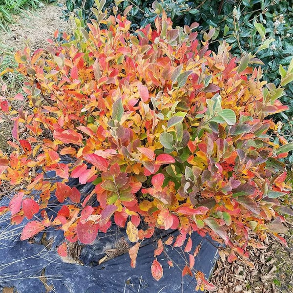 Proven Winners 1 Gal. Legend Of The Small Bottlebrush (Fothergilla x Intermedia) Live Flowering Shrub with White Flowers