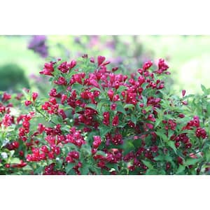 1 Gal. Sonic Bloom Red Reblooming Weigela (Florida) Live Shrub, Red Flowers