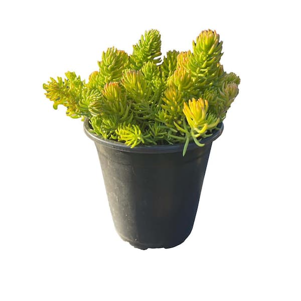 Gold Sedum Plants Pet-Safe Spreading in Pots (1-Pack)