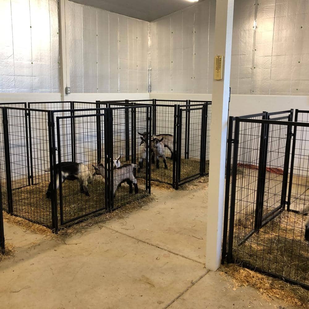 ALEKO Black Heavy Duty Metal Pet Kennel 5x5x4 ft