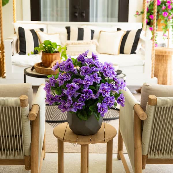 money plant seeds LUNARIA biennis (Money Plant) 1 oz (~1500 Seeds) main image 1