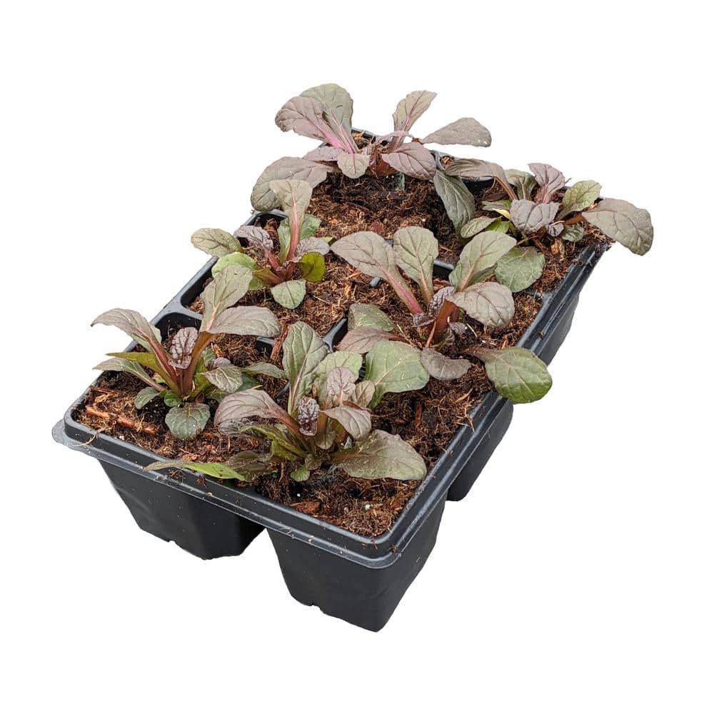 Perennial Ajuga Groundcover (306-Packs)
