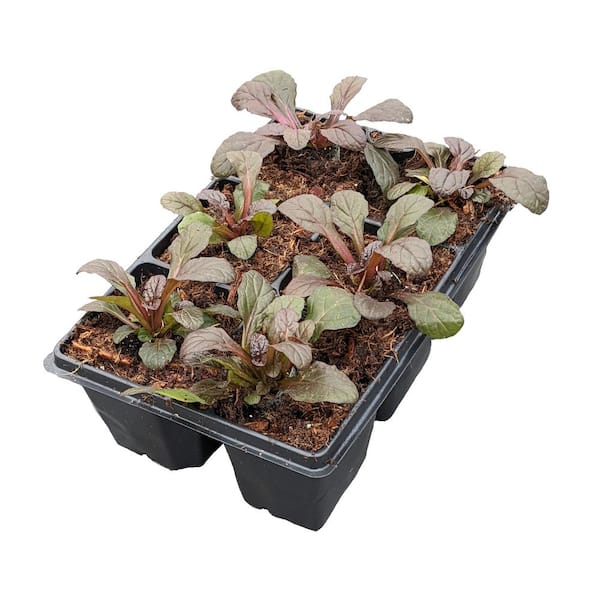 Unbranded Perennial Ajuga Groundcover (306-Packs)