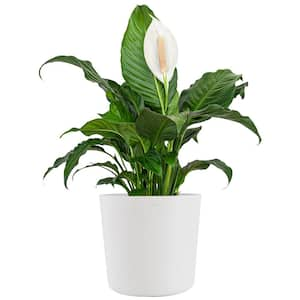 Peace Lily Plant Live Spathiphyllum Indoor Outdoor Plant in 10 in. Premium Ecopots Pure White