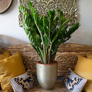 1.9 Gal. Zanzibar Gem Zamioculcas ZZ Plant in 9.25 in. Designer Pot